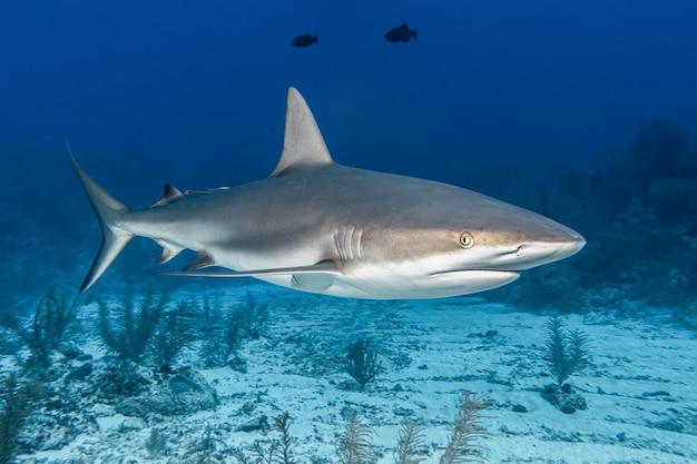 Free photo shark in the sea