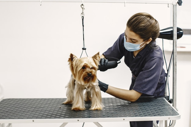 Free Photo shaving process. small dog sits on the table. dog shaved by a professional.