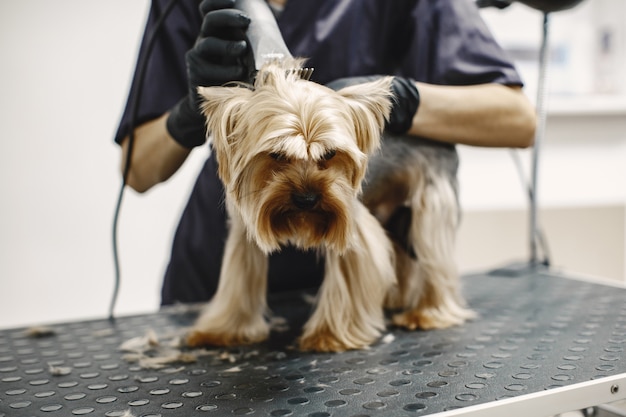 Free Photo shaving process. small dog sits on the table. dog shaved by a professional.