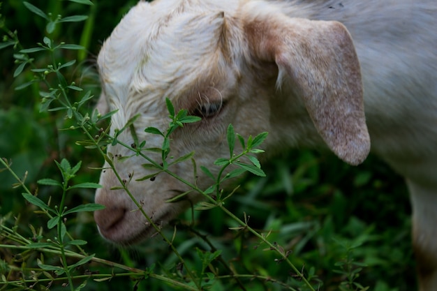 Free Photo sheep eating grass