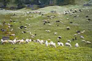 Free photo sheep grazing in the green fields