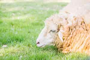 Free photo sheep on green grass