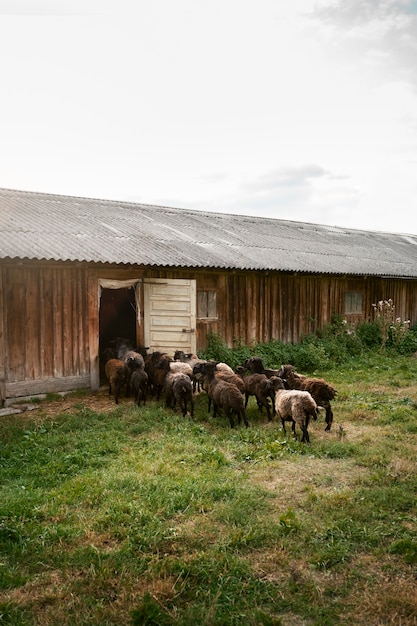 Free photo sheep herd entering barn