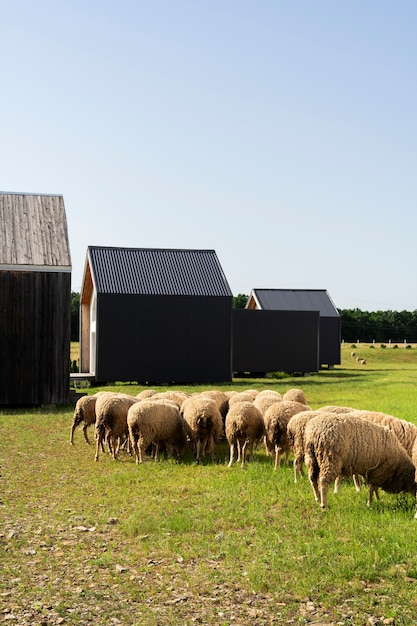 Sheep herd in the field near barn