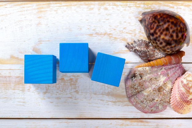 Shells on the wooden floor