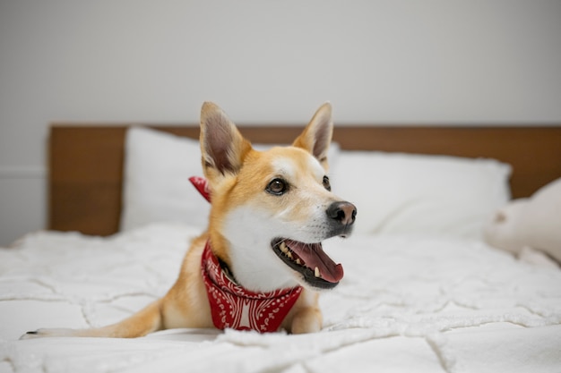 Shiba inu dog relaxing in bed