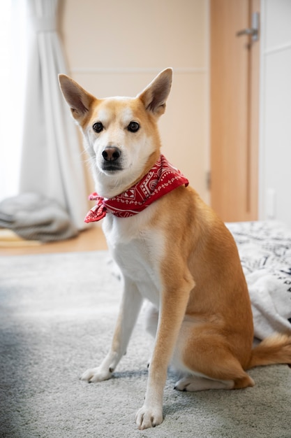 Shiba inu dog sitting at home