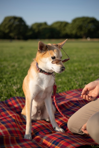 Shiba inu dog taking a walk