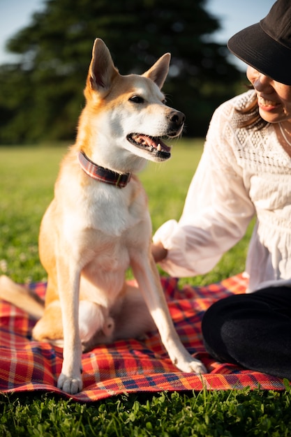 Shiba inu dog taking a walk