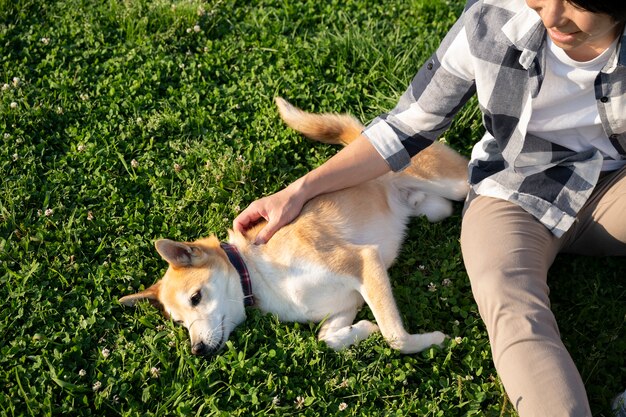 Shiba inu dog taking a walk