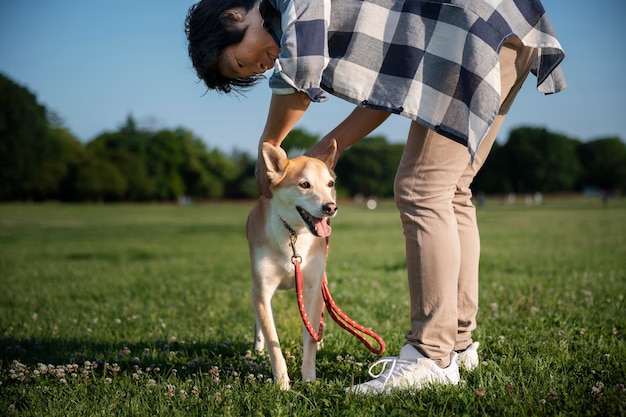 Free photo shiba inu dog taking a walk