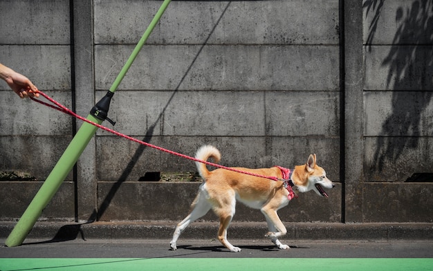 Shiba inu dog taking a walk