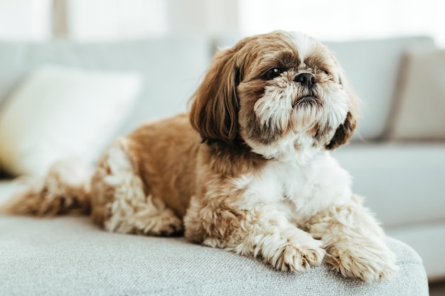 Free Photo shih tzu dog relaxing on the sofa in the living room