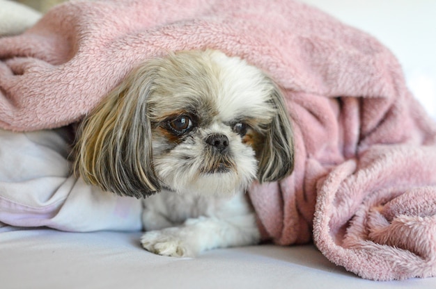 Free photo shih tzu puppy lying under a blanket on the bed