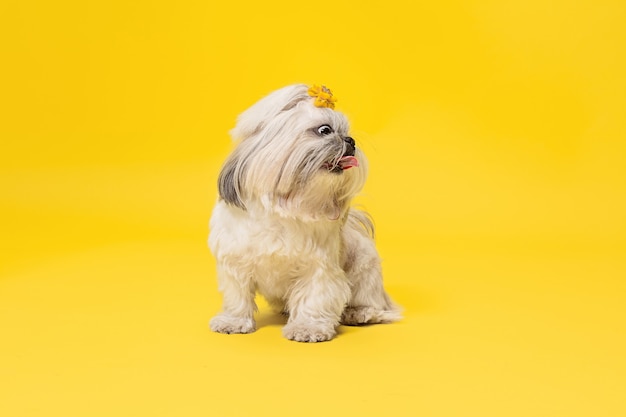 Free Photo shih-tzu puppy wearing orange bow. cute doggy or pet is standing isolated on yellow background. the chrysanthemum dog. negative space to insert your text or image.