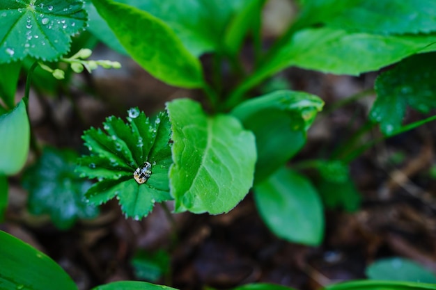 Shiny dew drops on green grass closeup selective focus Juicy green grass in raindrops spring forest nature background