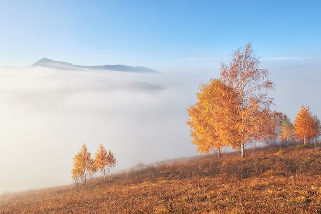 Shiny tree on a hill slope with sunny beams at mountain valley covered with fog.