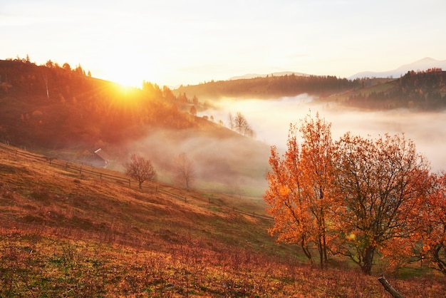 Free photo shiny tree on a hill slope with sunny beams at mountain valley covered with fog.