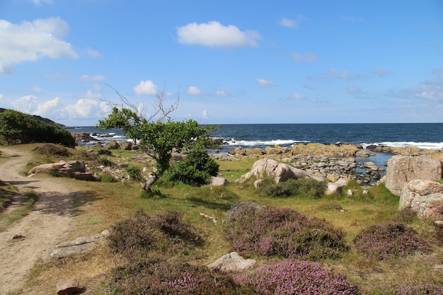 Free photo shore covered in greenery surrounded by the sea in bornholm, denmark