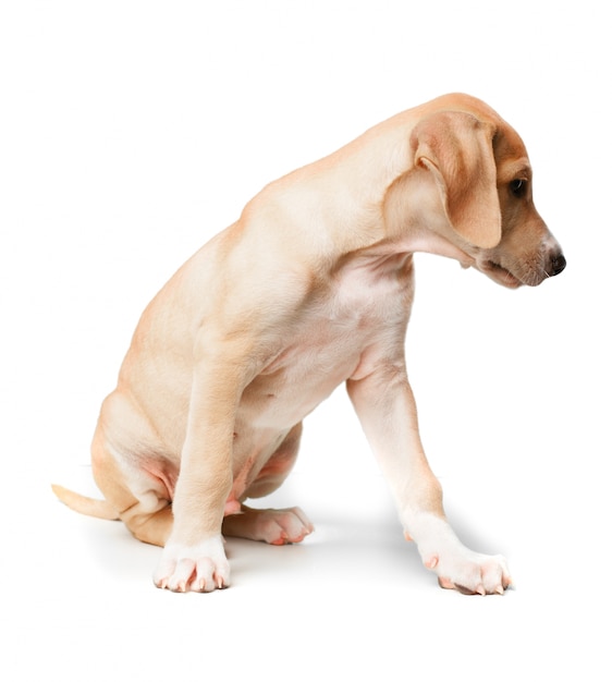 Short haired blond dog looking to the side