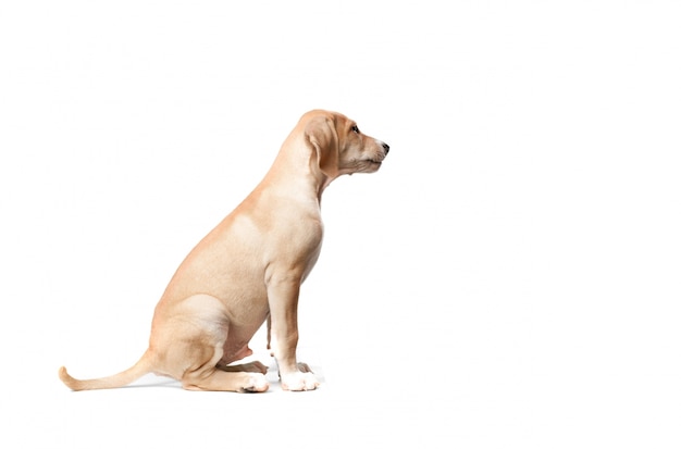 Free photo short haired blond dog sitting looking to the side