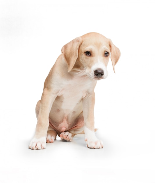 Short haired blonde dog sitting in front