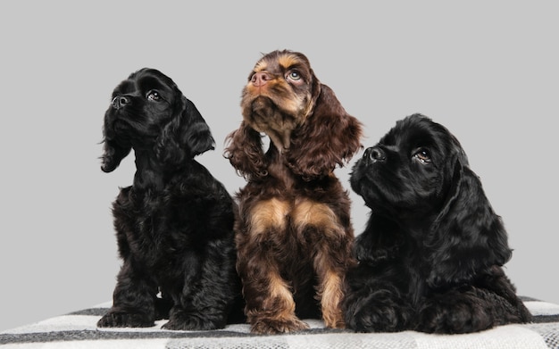 Free Photo  shot of american cocker spaniel on grey  wall