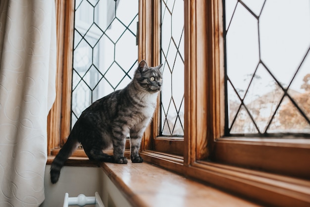 Free Photo shot of a beautiful gray and black patterned cat with yellow eyes looking out of the window