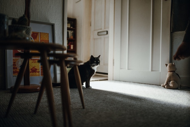 Free photo shot of a black domestic cat on the floor in the middle of a room near the door