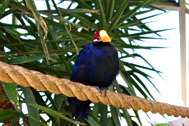 Shot of a blue bird sitting on a thick rope and some tropical trees