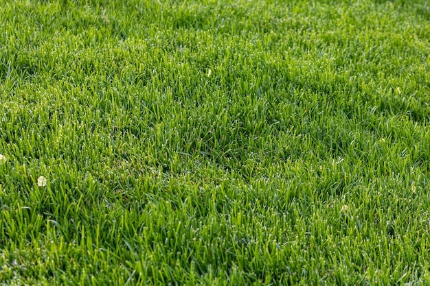 Shot of a bright green freshly mowed lawn