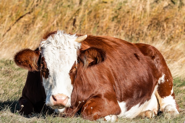 Free photo shot of a brown cow with one horn