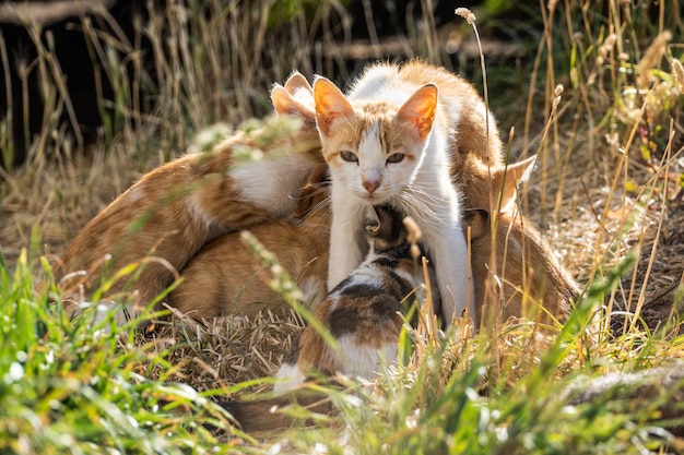 Free Photo shot of a cat looking in the direction of the camera breastfeeding kittens