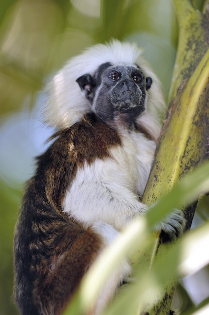 Shot of the Cotton top Tamarin monkey sitting on a tree