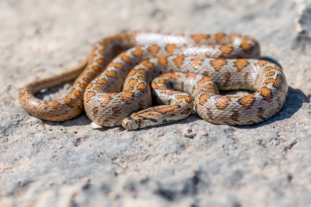 Free photo shot of a curled up adult leopard snake or european ratsnake, zamenis situla, in malta