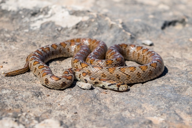 Shot of a curled up adult Leopard Snake or European Ratsnake, Zamenis situla, in Malta