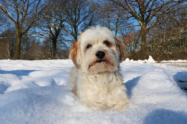 Free Photo shot of a cute white fluffy puppy in the snow