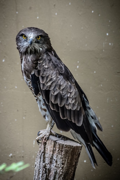 Free Photo shot of a fierce and power hawk with black and gray feathers and yellow eyes