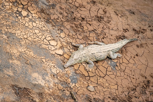 Free photo shot of a giant alligator on dry cracked mud