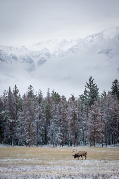 Shot of a grazing elk, an animal and picturesque winter nature