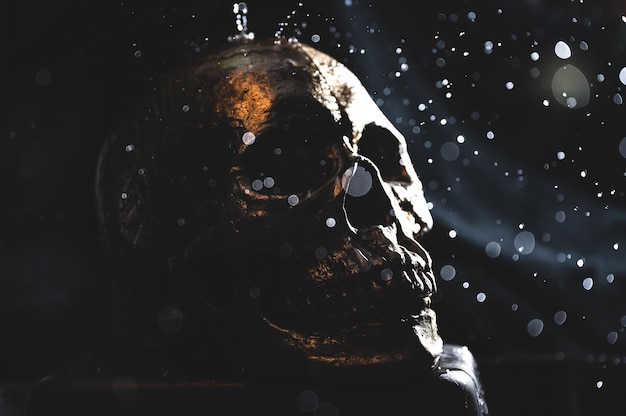 Free Photo shot of a human skull on black