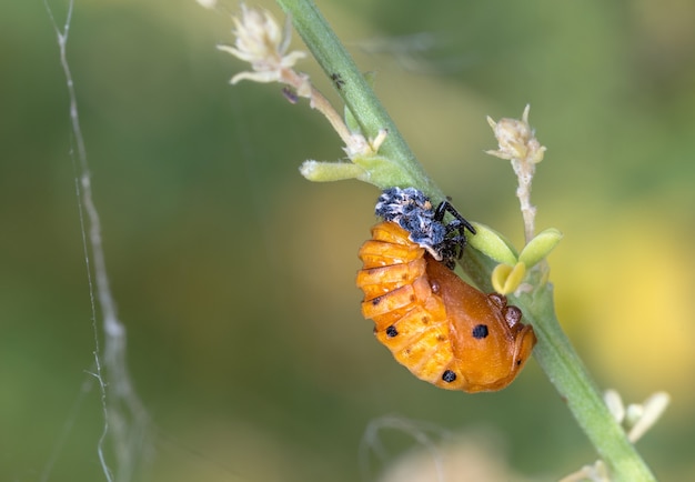 Free Photo shot of a ladybug pupa on a plant