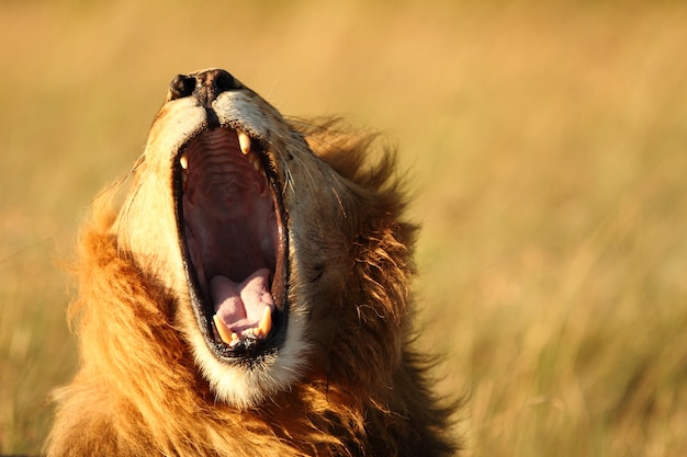 shot of a lion yawning