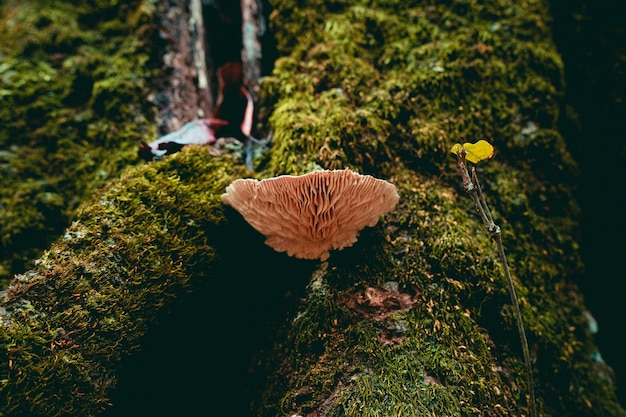 Free Photo shot of a mushroom growing on a mossy log