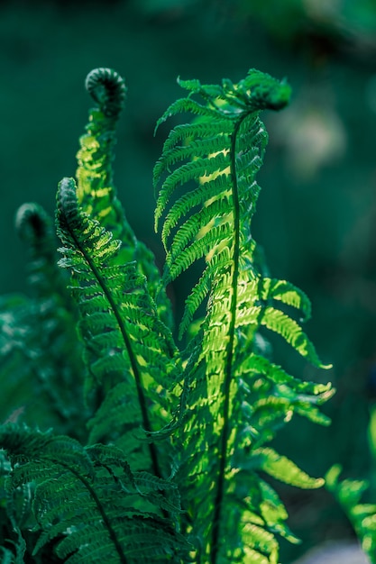 Shot of the Ostrich Fern's blossomed plants