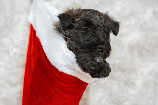 Free photo shot of scottish terrier puppy on white  wall