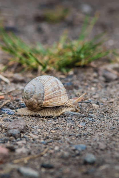 Free Photo shot of snail  with a big shell on the rocky ground