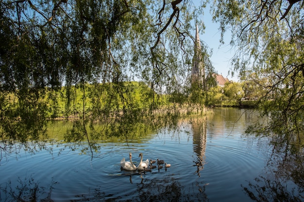 Free Photo shot of swans swimming in the pond next to a chapel