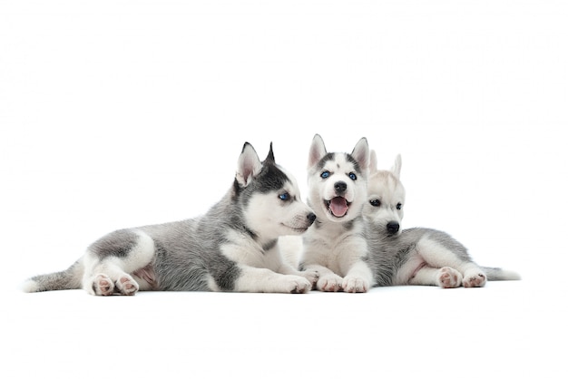 Free photo shot of a three adorable siberian husky puppies lying together isolated on white.