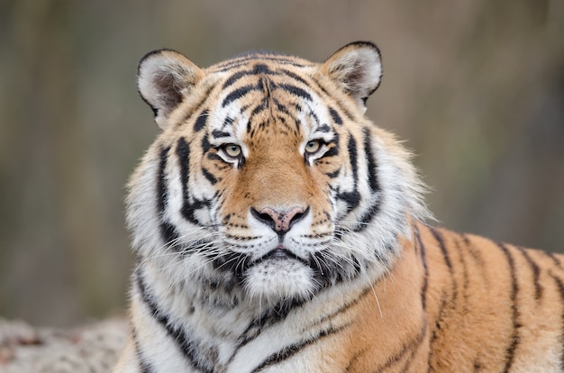 Free Photo shot of a tiger laying on the ground while watching his territory